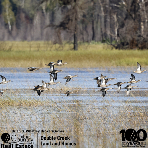 Early Winter Migration Update: Duck Activity Heats Up Across the Mississippi Flyway